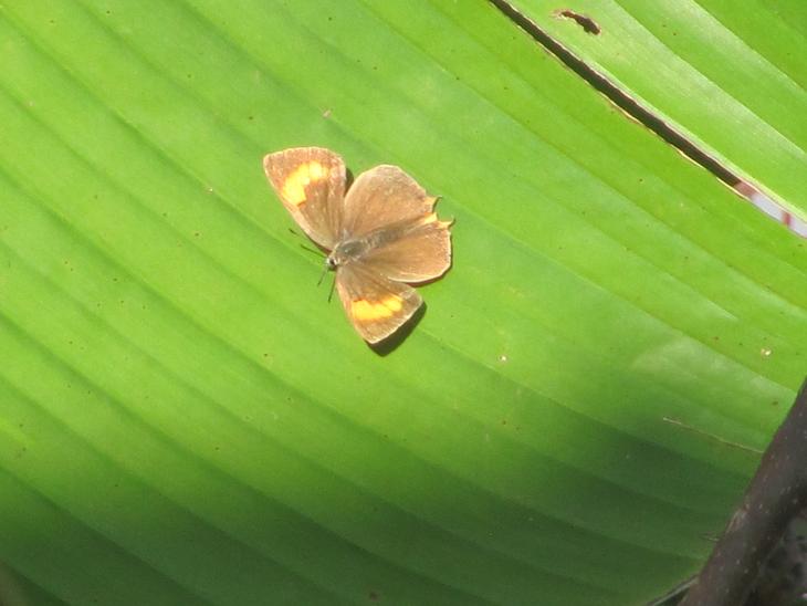 Thecla betulae